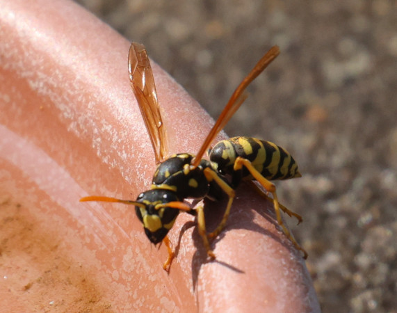 Polistes dominula - 2025 - JF Billaud - CC BY 4.0 Polistes dominula - 2025 - JF Billaud - CC BY 4.0